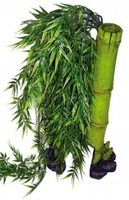 Jungle Bamboo 24 Cm