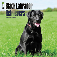 Kalender Black Labradors Retrievers 2017