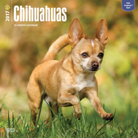 Kalender Chihuahuas 2017