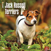 Kalender Jack Russel Terriers 2017