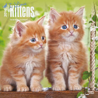 Kalender Kittens I Love 2016