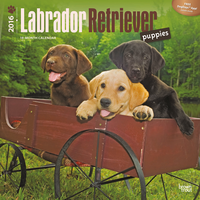 Kalender Labrador Retriever Pup 2016