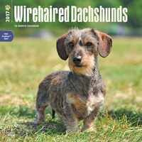 Kalender Wirehaired Dachshunds ( Ruwharige Teckels) 2017