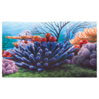 Nickelodeon Achterwandposter Nemo Koraal 50x30 Cm