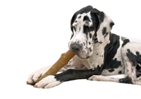 Petstages Dogwood Stick Voor Honden 2 X L