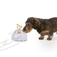 Popup Interactief Beloningsspel Voor Honden Per Stuk