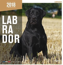 Martin Sellier Kalender Labrador 2018 #95;_